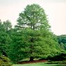 Taxodium Distichum Bald Cypress 65 gal. Container