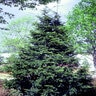 Taxus Cuspidata Capitata Japanese Yew 5 gal. Container