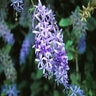 Petrea Volubilis Queens Wreath