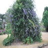 Petrea Volubilis Queens Wreath