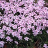 Phlox Subulata Candy Stripe Phlox SP4 Container