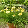 Hemerocallis X EveryDaylily Cream Daylily