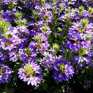 Scaevola Aemula Blue Fan Fan Flower