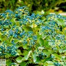 Viburnum Dentatum Christom Blue Muffin Proven Winners Arrowwood Viburnum 3 gal. Container