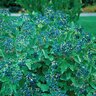 Viburnum Dentatum Christom Blue Muffin Proven Winners Arrowwood Viburnum 3 gal. Container