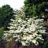 Viburnum Plicatum var. Tomentosum Shasta Doublefile Viburnum 36 in. Height Ball and Burlap