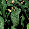 Viburnum X Rhytidophylloides Alleghany Leatherleaf Viburnum 3 gal. Container