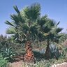 Washingtonia Robusta Mexican Fan Palm 16 ft. Height