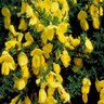 Cytisus Scoparius Scotch Broom