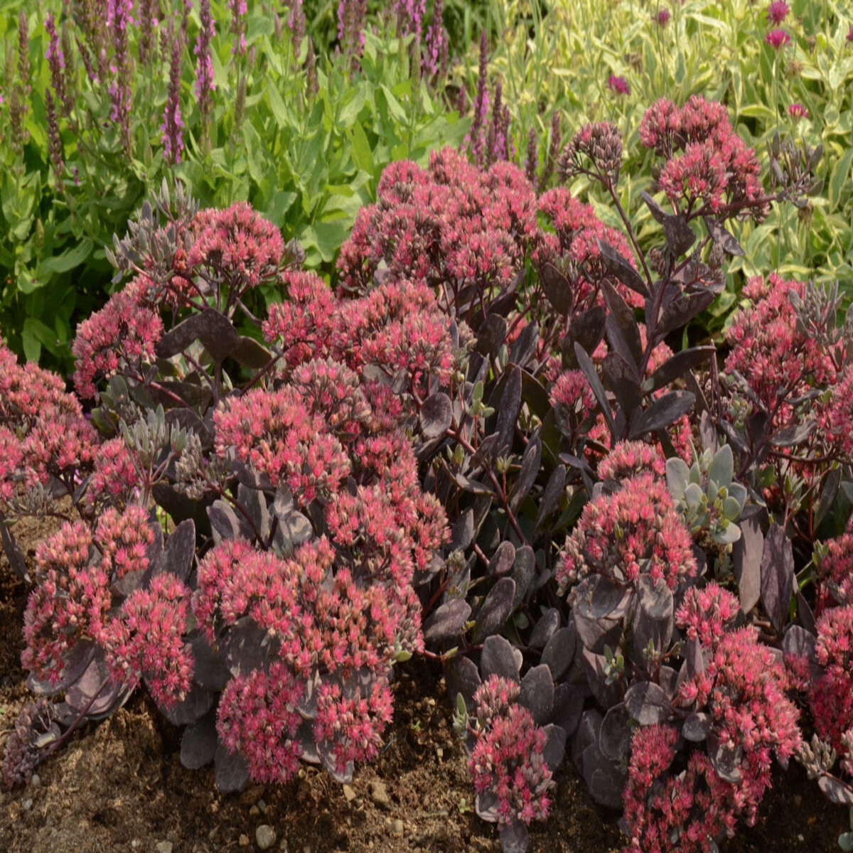 hylotelephium-sedum-x-sunsparkler-dazzleberry-stonecrop-siteone-us