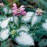 Lamium Maculatum Red Nancy Deadnettle 1 gal. Container