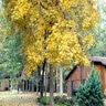 Carya glabra Pignut Hickory 15 gal. Container