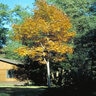 Carya glabra Pignut Hickory 15 gal. Container