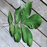 Carya glabra Pignut Hickory 15 gal. Container