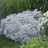 Gypsophila Summer Sparkles Babys Breath