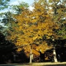Carya glabra Pignut Hickory 15 gal. Container