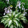 Hosta X Christmas Candy Plantain Lily