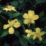 Kerria Japonica Golden Guinea Japanese Kerria