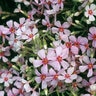 Phlox Subulata Apple Blossom Phlox