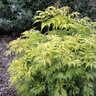 Sambucus Racemosa Sutherland Gold Elderberry