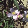 Clematis montana Rubens Pink Anemone Clematis