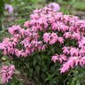 Monarda Electric Neon Coral Bee Balm