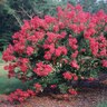 Lagerstroemia Indica Baton Rouge Crape Myrtle
