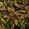 Coleus scutellarioides Flamethrower Chipotle Coleus