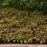 Coleus scutellarioides Flamethrower Chipotle Coleus