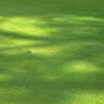 Zoysia Sod Zoysiagrass (per sq. ft.)