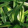 Aspidistra Elatior Milky Way Cast Iron Plant 1 gal. Container