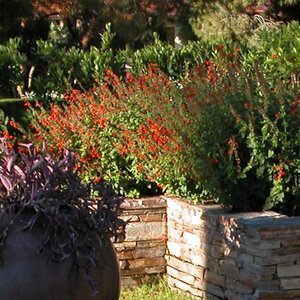 Flagstone Mt. Moriah (Coping) 2 in.