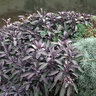 Salvia Officinalis Purpurascens Sage