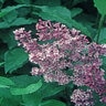 Syringa X Josiflexa Royalty Lilac