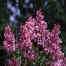 Syringa X Josiflexa Royalty Lilac