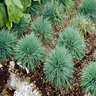 Koeleria Glauca Large Blue Hairgrass
