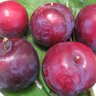 Prunus Salicina Bruce Plum