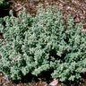 Thymus Pulegioides Aureus Golden Large Thyme