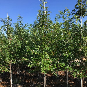 Nyssa Sylvatica The James Forest Fire Black Tupelo