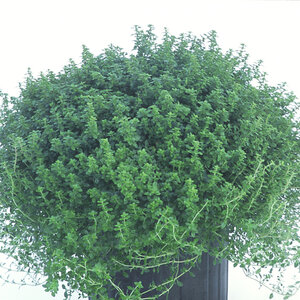 Thymus X Citriodorus Archers Gold Lemon Thyme