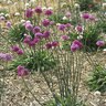 Armeria Pseudarmeria Joystick Lilac Great Thrift