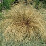 Carex Flagellifera Weeping Brown Sedge