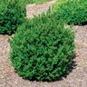 Buxus Microphylla Little Missy Boxwood