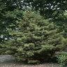 Pinus Contorta var. Latifolia Lodgepole Pine