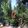 Pinus Contorta var. Latifolia Lodgepole Pine