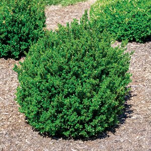 Buxus Microphylla Little Missy Portfolio Boxwood 3 gal. Container