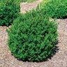 Buxus Microphylla Little Missy Portfolio Boxwood 3 gal. Container