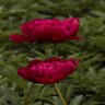 Paeonia Lactiflora Inspecteur Lavergne Peony