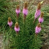 Liatris Pycnostachya Prairie Blazing Star