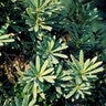 Podocarpus Latifolius Real Yellowood